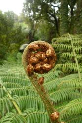 Cyathea milnei. Crozier on a plant in cultivation, protected by acicular chestnut-brown scales.
 Image: L.R. Perrie © Te Papa 2014 CC BY-NC 3.0 NZ